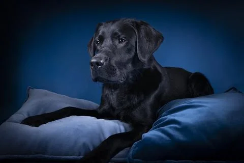 Studio shot of a Black labrador dog with brown eyes lying on pillows on a blu Stock Photos