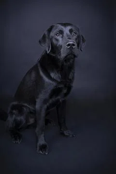 Studio shot of a Black labrador dog with brown eyes isolated on black backgro Stock Photos