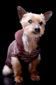 Studio shot of a blind Yorkshire terrier Stock Photos