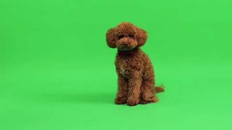 Studio shot of brown poodle with vibrant collar and subtle lighting Stock Footage 327609444