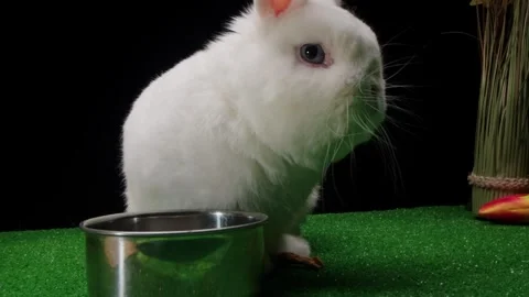 Studio shot capturing peaceful rabbit drinking from reflective bowl Video stock 330481592