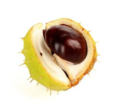Studio shot close up macro one open chestnut isolated on a white background Stock Photos