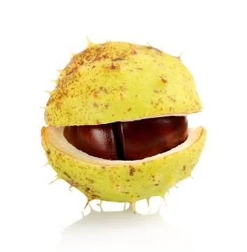 Studio shot close up macro one open chestnut isolated on a white background Stock Photos