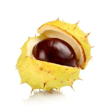 Studio shot close up macro one open chestnut isolated on a white background Stock Photos