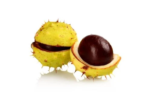 Studio shot close up macro two open chestnuts isolated on a white background Stock Photos