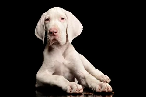 Studio shot of a cute Great Dane puppy Stock Photos