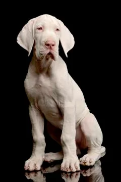 Studio shot of a cute Great Dane puppy Stock Photos