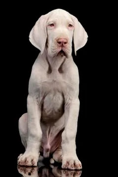 Studio shot of a cute Great Dane puppy Stock Photos