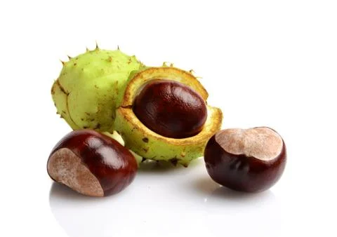 Studio shot of few chestnuts with shell isolated on white background Foto stock