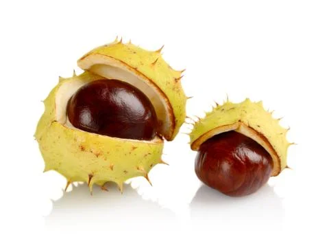 Studio shot of few chestnuts with shell isolated on white background Stock Photos