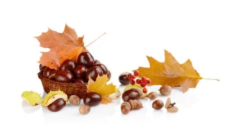 Studio shot of few chestnuts without shell with autumn red leaves isolated on Stock Photos