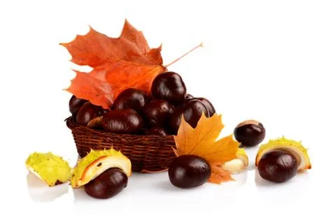 Studio shot of few chestnuts without shell with autumn red leaves isolated on Stock Photos