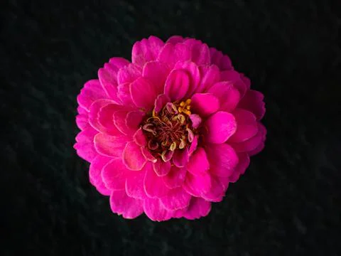 Studio shot of flower on a black background. Photo from above. 스톡 사진