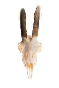 Studio shot of a goat skull with horns Foto stock