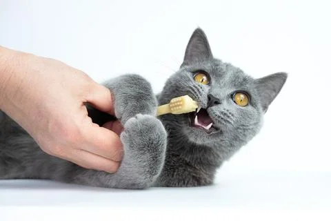 Studio shot of human hand brushing teeth of young blue british cat in front o Stock Photos