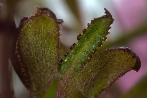 Studio Shot Of The Leafs And Branches Of the Japanese Cherry Stock Photos