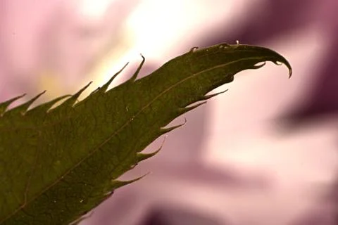 Studio Shot Of The Leafs And Branches Of the Japanese Cherry Stock Photos