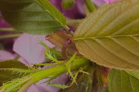 Studio Shot Of The Leafs And Branches Of the Japanese Cherry Stock Photos