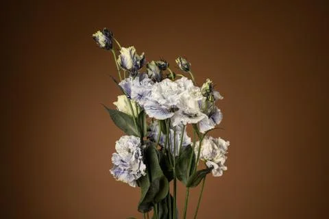 Studio Shot of Lilac Colored Light purple Eustoma Flowers Isolated on brown Foto stock