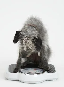 Dog On Scale Royalty-Free Images, Stock Photos & Pictures