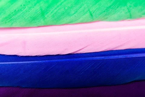 Studio shot macro photo colored bird feathers 스톡 일러스트