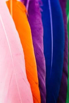 Studio shot macro photo colored bird feathers Stock Photos