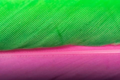 Studio shot macro photo colored bird feathers Stock Photos
