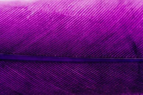 Studio shot macro photo colored bird feathers Stock Photos
