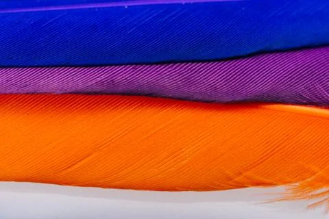 Studio shot macro photo colored bird feathers Stock Photos