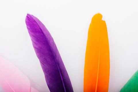 Studio shot macro photo colored bird feathers Stock Photos