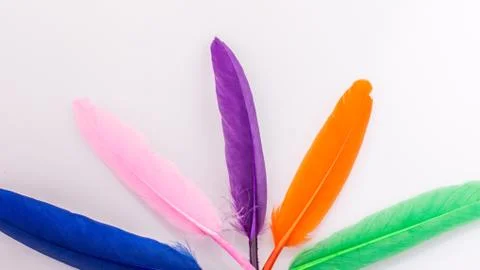 Studio shot macro photo colored bird feathers Stock Photos