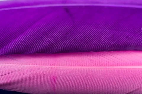 Studio shot macro photo colored bird feathers Stock Photos