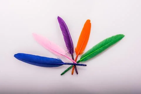 Studio shot macro photo colored bird feathers Stock Photos