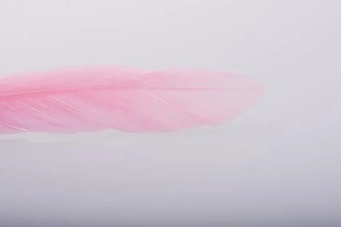Studio shot macro photo colored bird feathers Stock Photos