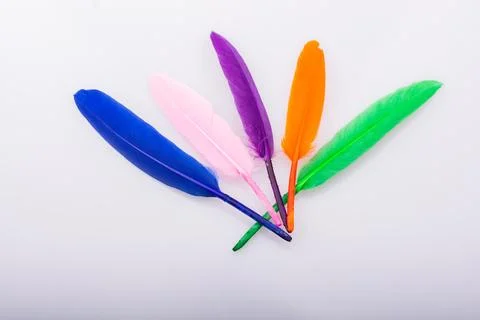 Studio shot macro photo colored bird feathers Stock Photos