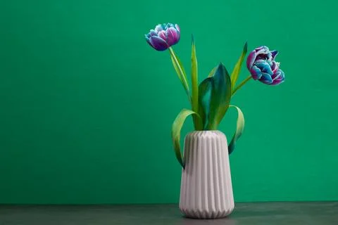 Studio Shot of magenta Colored Tulip Flower Macro. Stock Photos