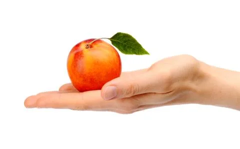 Studio shot of orange nectarine with leaf on hand isolated on white backgroun Stock Photos