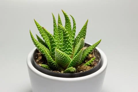 Studio shot of a potted zebra cactus Stock Photos