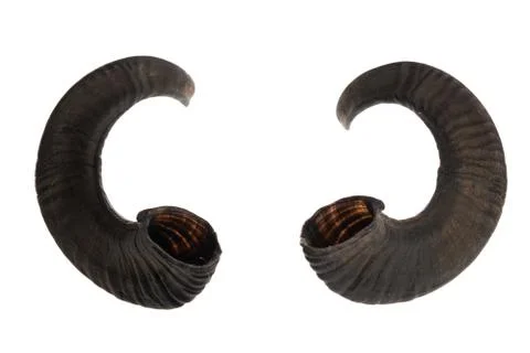 Studio shot of ram horns Foto stock