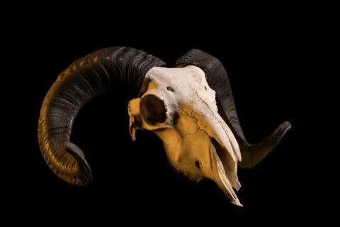 Studio shot of a ram skull with horns 스톡 사진