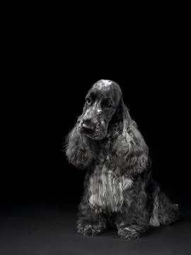Studio shot of a seated Cocker Spaniel Stock Photos