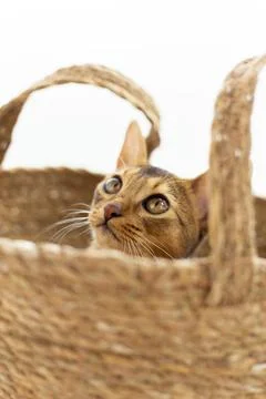 Studio shot of small cute abyssinian kitten sitting in the basket at home, .. Stock Photos