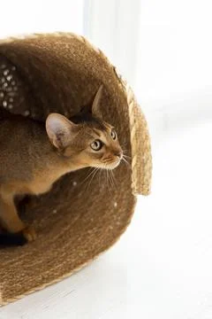 Studio shot of small cute abyssinian kitten sitting in the basket at home, .. Stock Photos