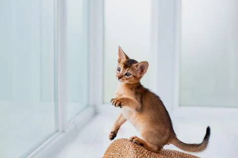 Studio shot of small cute abyssinian kitten staying in the basket at home, .. Stock Photos