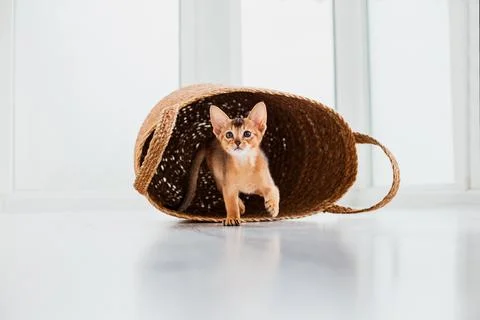 Studio shot of small cute abyssinian kitten staying in the basket at home, .. Stock Photos