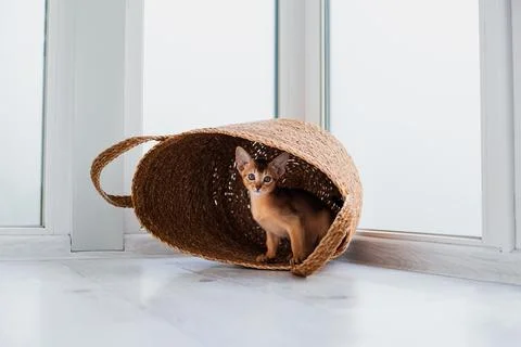 Studio shot of small cute abyssinian kitten playing in the basket at home, .. Stock Photos