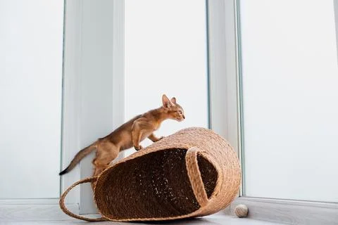 Studio shot of small cute abyssinian kitten playing in the basket at home, .. Stock Photos