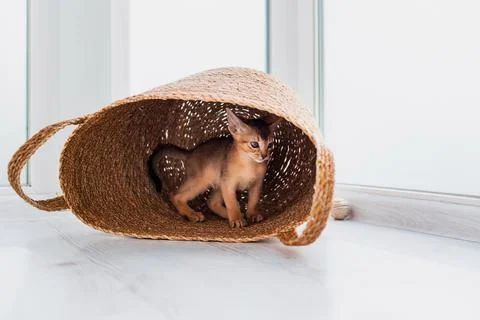 Studio shot of small cute abyssinian kitten staying in the basket at home, .. Stock Photos