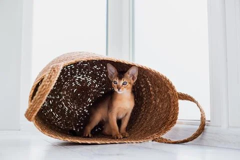 Studio shot of small cute abyssinian kitten staying in the basket at home, .. Stock Photos
