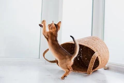 Studio shot of small cute abyssinian kitten staying in the basket at home, .. Foto stock